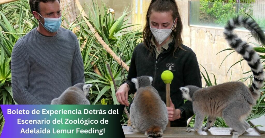 Boleto de Experiencia Detrás del Escenario del Zoológico de Adelaida Lemur Feeding!