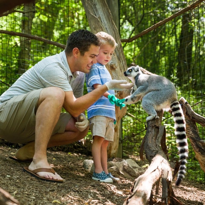 Overview of Lemur Feeding Experience – Let’s Explore!